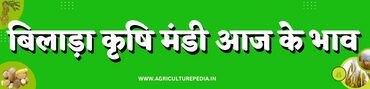 Bilara mandi ke bhav आजके बिलाड़ा मंडी भाव AAJ KE BILARA KRISHI MANDI BHAV कृषि उपज मंडी बिलाड़ा AGRICULTUREPEDIA Rajasthan Mandi Bhav