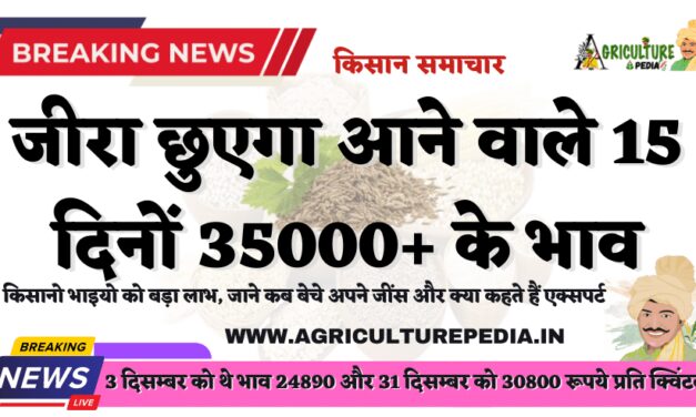 जीरे में फिर 1150 रुपए का रिकॉर्ड उछाल:मेड़ता मंडी में 30,550 रुपए प्रति क्विंटल रहे भाव, 15 दिन में आएगी फिर तेजी भाव जायेगा 35000+