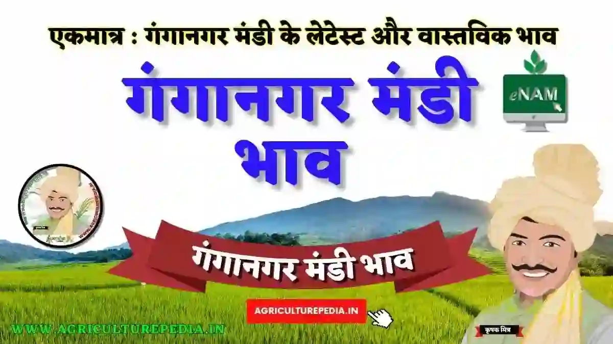 Ganganagar mandi ke latest bhav 2023 आजके गंगानगर मंडी भाव गंगानगर KRISHI MANDI KE BHAV AAJ KE GANGANAGAR KRISHI MANDI BHAV गंगानगर मंडी सबसे लेटेस्ट भाव कृषि उपज मंडी गंगानगर Rajasthan Mandi Bhav