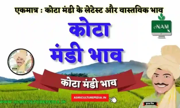 कोटा मंडी भाव