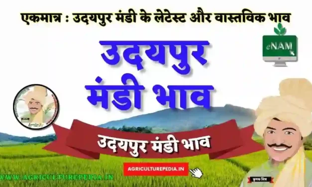 आज के उदयपुर मंडी भाव