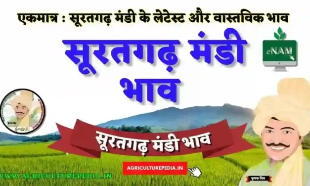 आज के सुरतगढ़ कृषि मंडी के भाव 23 मई 2023