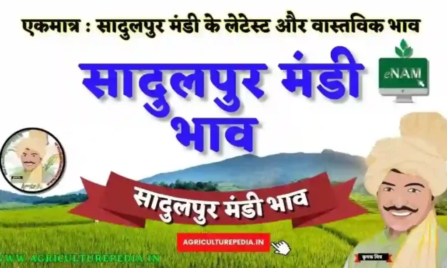 आज के सादुलशहर कृषि मंडी के भाव