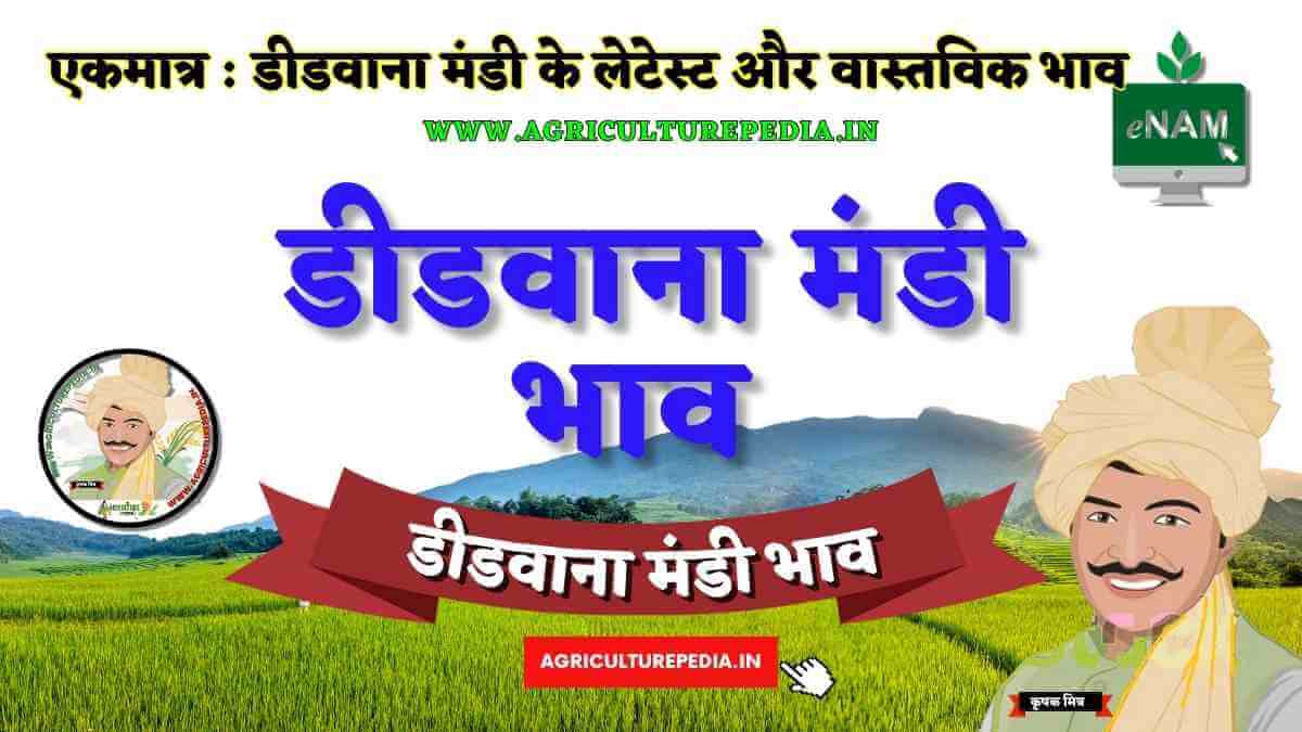 DIDWANA MANDI KE LATEST BHAV 2023,आजके डीडवाना मंडी भाव AAJ KE Didwana KRISHI MANDI BHAV today कृषि उपज मंडी डीडवाना Rajasthan Mandi Bhav नवीनतम भाव उपलब्ध