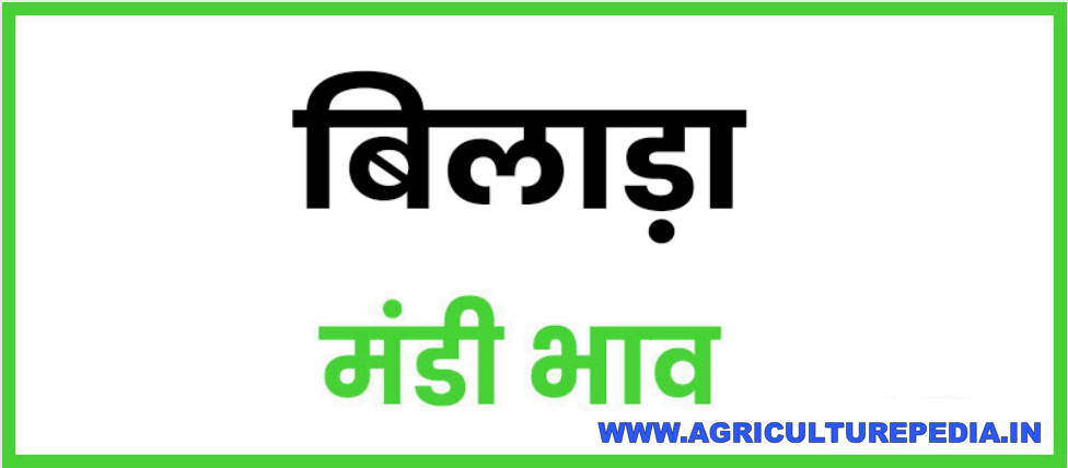 Bilara mandi ke latest bhav 2023 आजके बिलाड़ा मंडी भाव AAJ KE BILARA  KRISHI MANDI BHAV 2023 कृषि उपज मंडी बिलाड़ा AGRICULTUREPEDIA Rajasthan Mandi Bhav :  BILARA Mandi Bhav