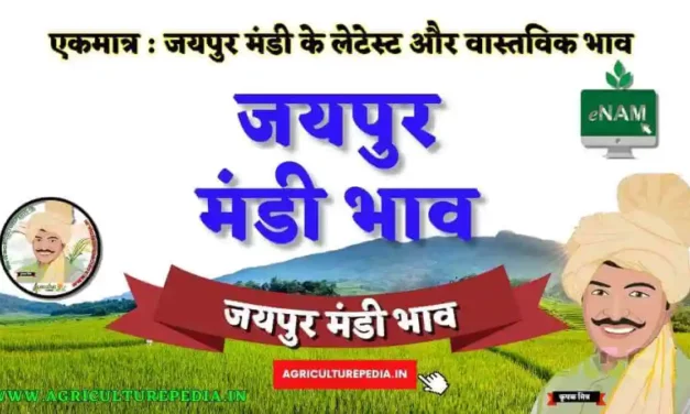 आज के जयपुर कृषि मंडी भाव