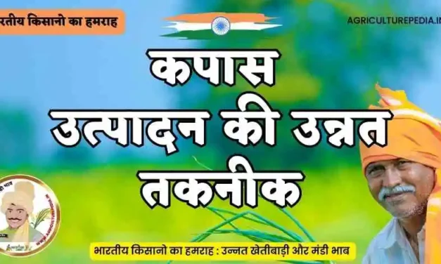 कपास की उन्नत उत्पादन तकनीक