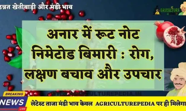 अनार में रूट नोट निमेटोड बिमारी : रोग, लक्षण बचाव और उपचार